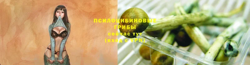 купить  сайты  Челябинск  Псилоцибиновые грибы Psilocybe 